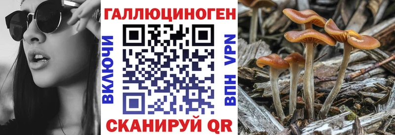 kraken tor  Знаменск  Галлюциногенные грибы Cubensis 
